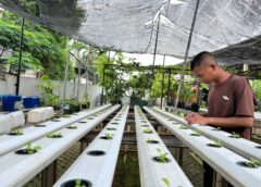 Yonzikon 1 Marinir Laksanakan Pembibitan Tanaman Hidroponik