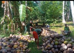 Babinsa Wakolo Gotong Royong Bersama Warga Belah Kelapa Kopra