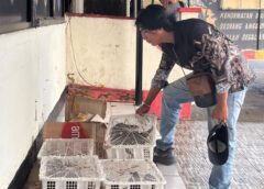 Kodaeral XIV Bersama Tim Gabungan Kembali Gagalkan Penyelundupan 22 Ekor Burung dan 6 Batang Anggrek Macan Papua